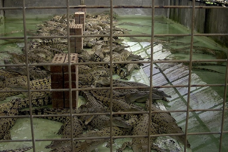 40 crocodiles kill cambodian man as he tries to collect eggs