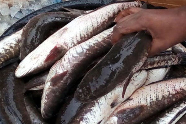 Fish Rates High In Hyderabad In The Eve Of Mrigasira Karthe