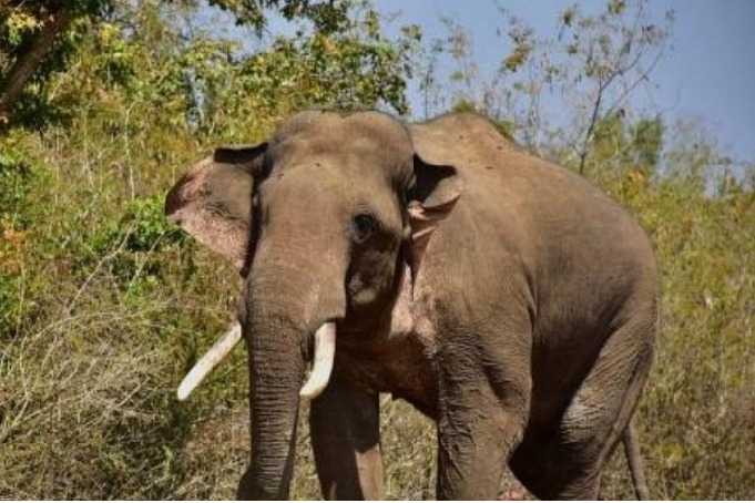 Tusker 'Arikomban' now at Kanyakumari forest range