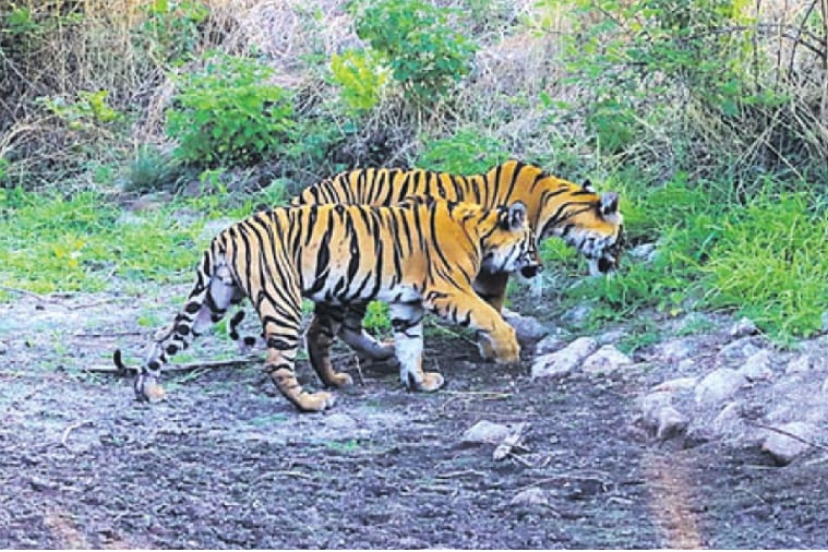 Tigers eat grass in maharashtra for indigetion