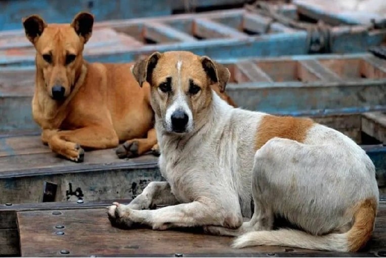 A three year old boy was attacked by stray dogs in Gandhari mandal of Kamareddy district