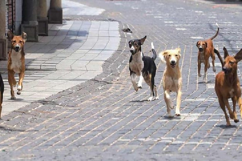 Four dogs sterilized in Aurangabad after they allegedly steal former mayors shoes