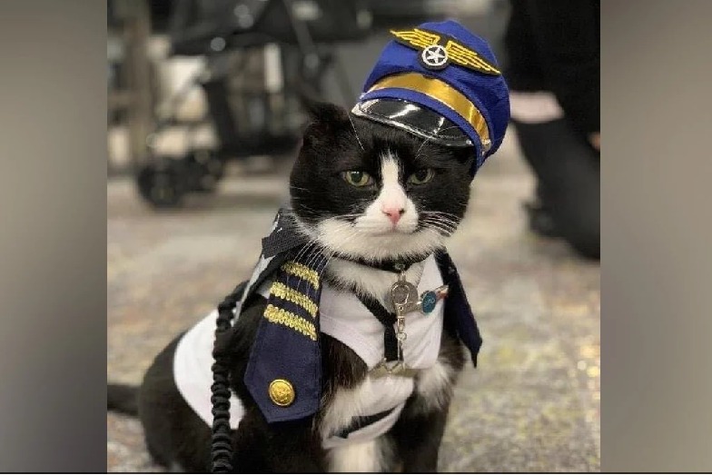 San Francisco International Airport Hired A Cat To Calm Down Nervous Flyers