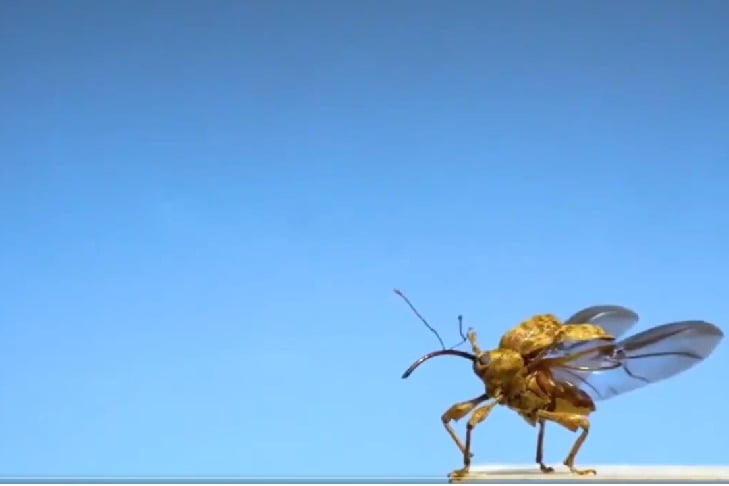 Not just aircrafts insects too have pre flight preparations Anand Mahindra Monday Motivation video