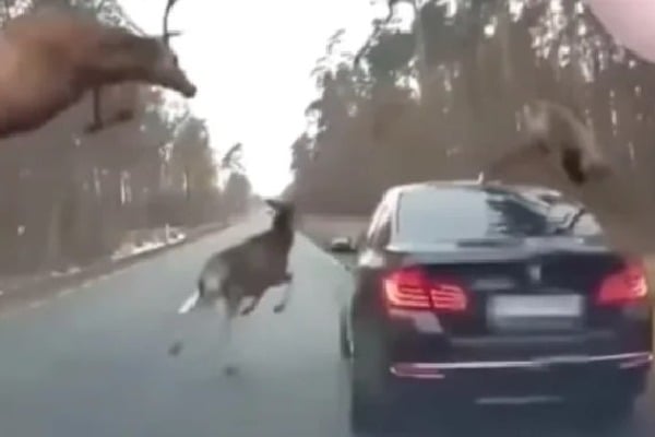 Herd Of Deer Stampede Across The Road Jump Right On Top Of A car
