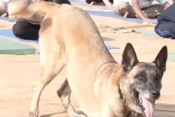 Yoga doggo ITBP canine celebrates International Yoga Day