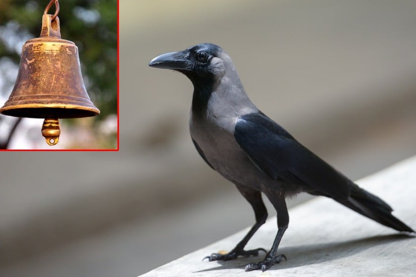 Crow in Tamilnadu ringing bell in temple 
