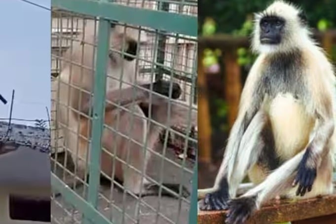 Most Wanted Monkey Captured After 2 weeks 20 Attacks Rs 21000 reward