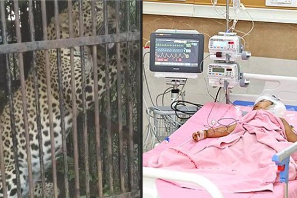 Tiger which attacked 3 year boy caught