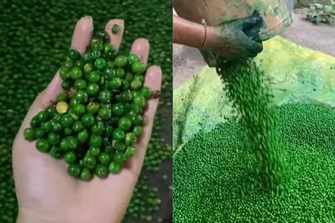 The process of making salted green matar in factory will make you rethink your snack choices