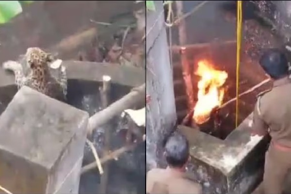Villagers rescue leopard from well with fire jugaad in viral video