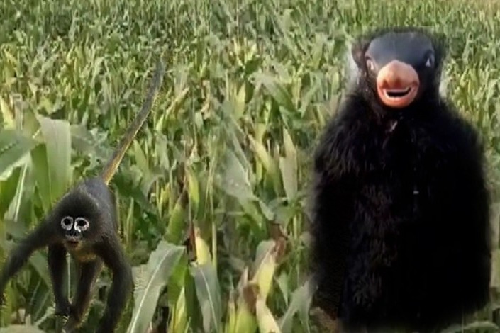 Farmers in UP dress up as bear to protect crops from monkeys