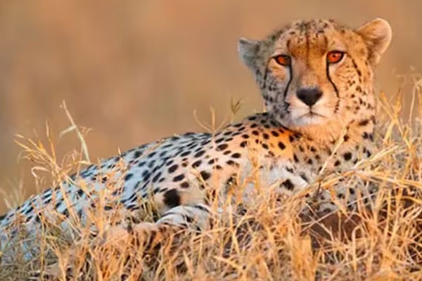 Namibian and South African cheetahs fight at Kuno National Park Madhyapradeah 