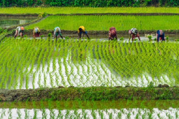 Union cabinet committee for economic affairs takes key decisions for agriculture sector 