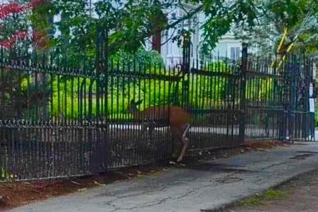 Deer gets impaled at the fence of ‘The Shining’ author Stephen King’s gothic house
