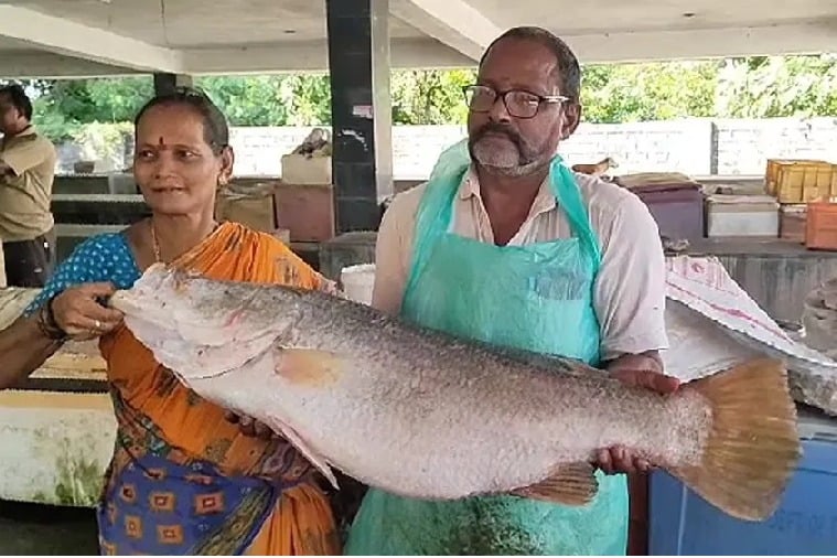 Huge Pandugappa Caught to Fisharman Net in Yanam