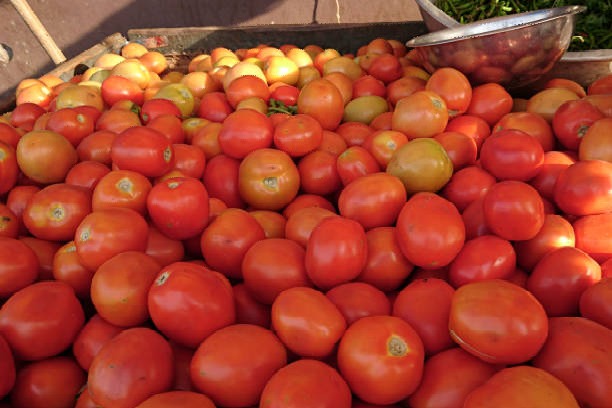 Tomato prices reach Rs 160 for KG
