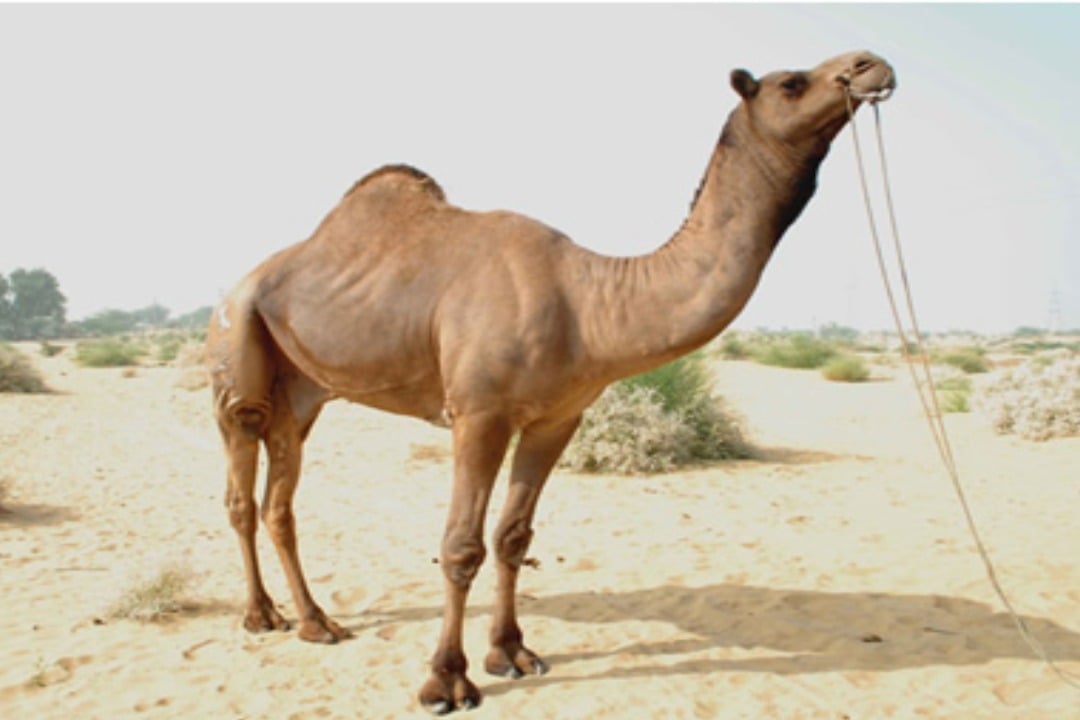 UP woman dies in camel attack 