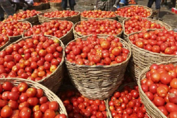 Tamil Nadu Govt starts sell tomato in ration shops rs 60 per kg 