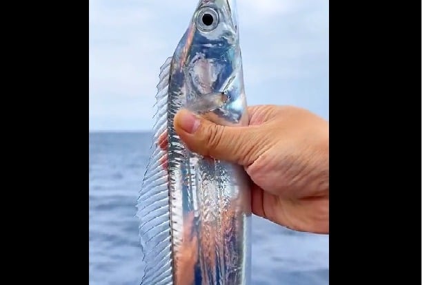 Hairtail fish video went viral on social media 