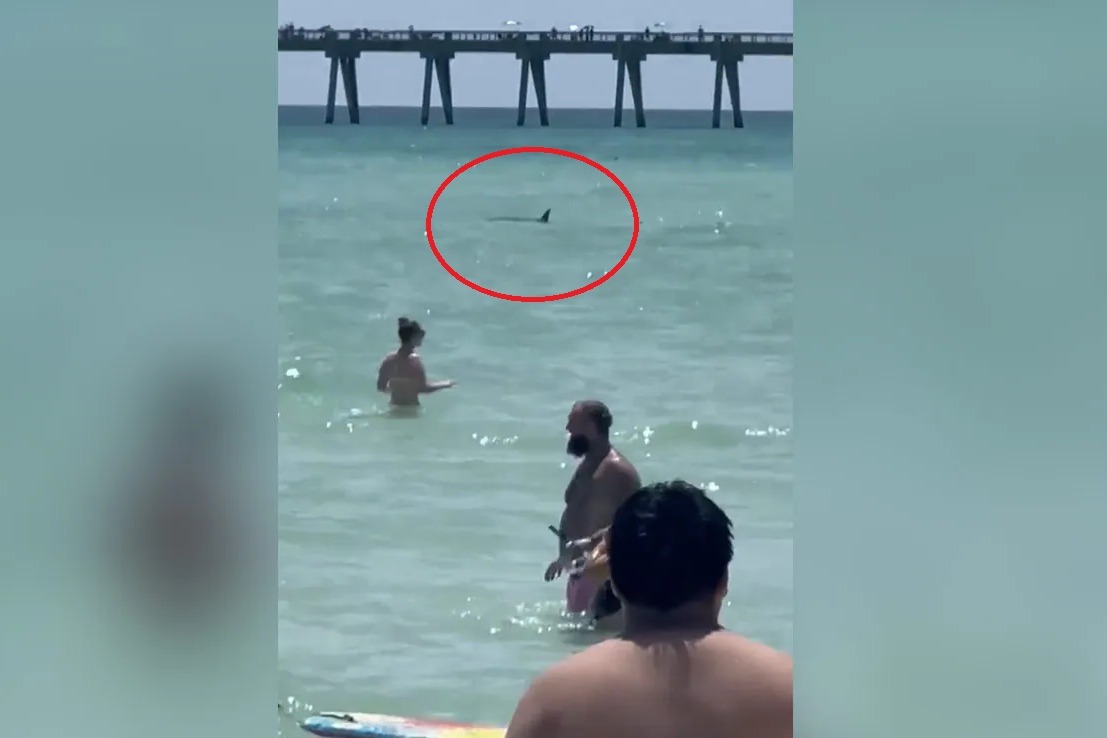 Shark Swims Near Shore Around Beachgoers In US