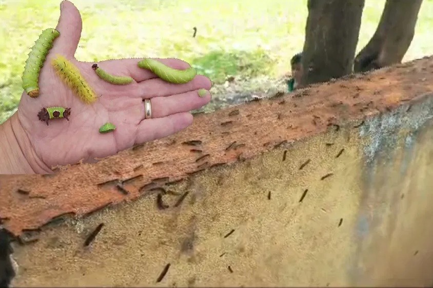Marrigudem Teachers declared school holiday due to caterpillar infestation