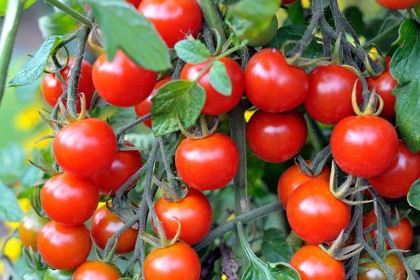  tomatoes worth over Rs 2 lakhs  stolen from Karnataka farmer