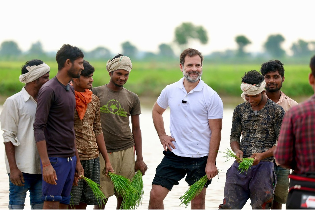Rahul Gandhi interacts with farmers in Haryana's Sonipat, plants paddy