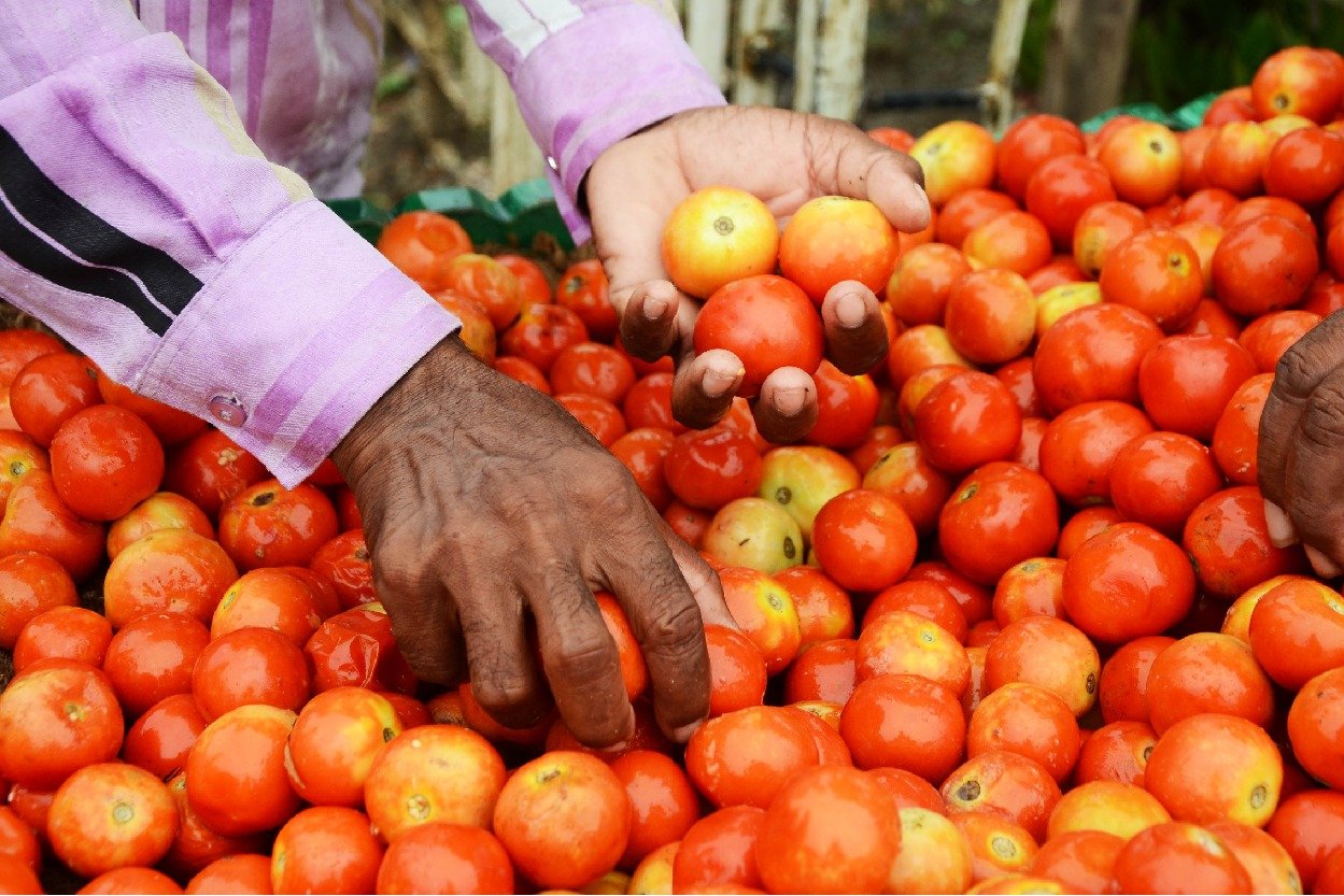 Tomatoes: Vehicle transporting tomatoes to market robbed in Bengaluru