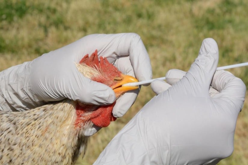 Who warns of bird flu virus evolving to infect humans 
