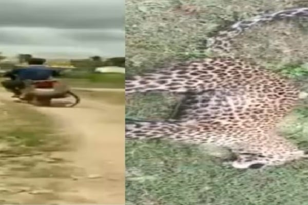 Karnataka man ties leopard to bike with rope rides to forest department
