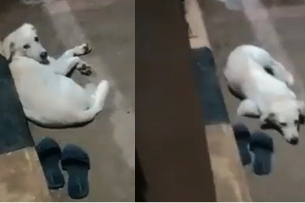 Dog waits near owner's footwear after she jumps into Godavari in Andhra district