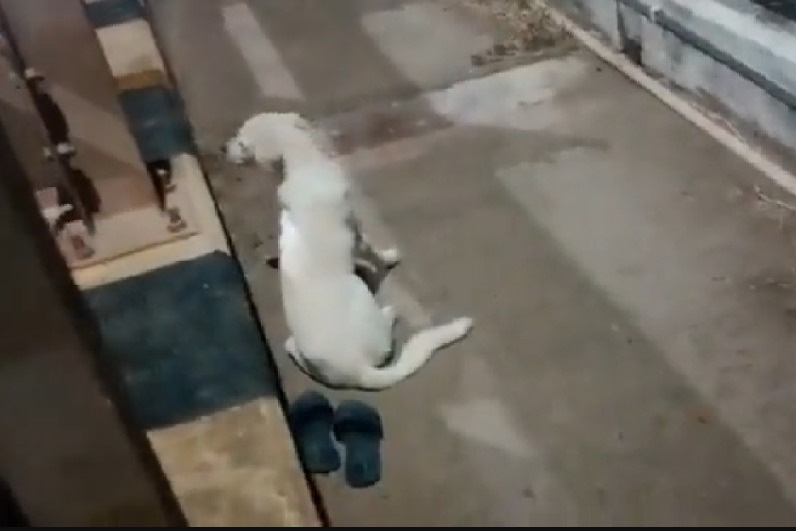 Dog waiting for her owner who committed suicide 
