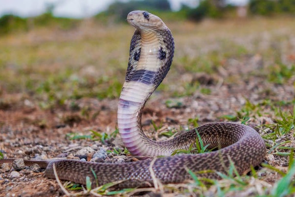 Woman killed lover with snake bite and eloped with new lover 
