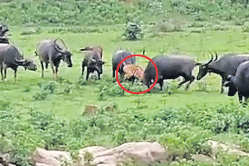 Buffaloes kill tiger in chadrapur district of maharastra