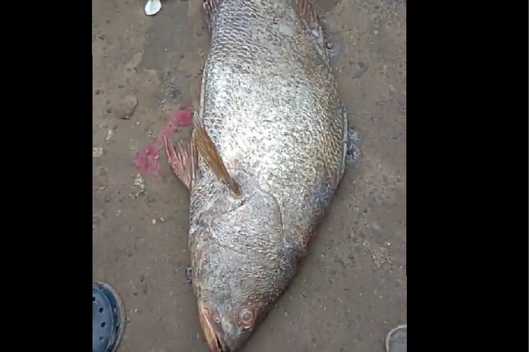 east godavari kachidi fish caught by fishermen kakinada 
