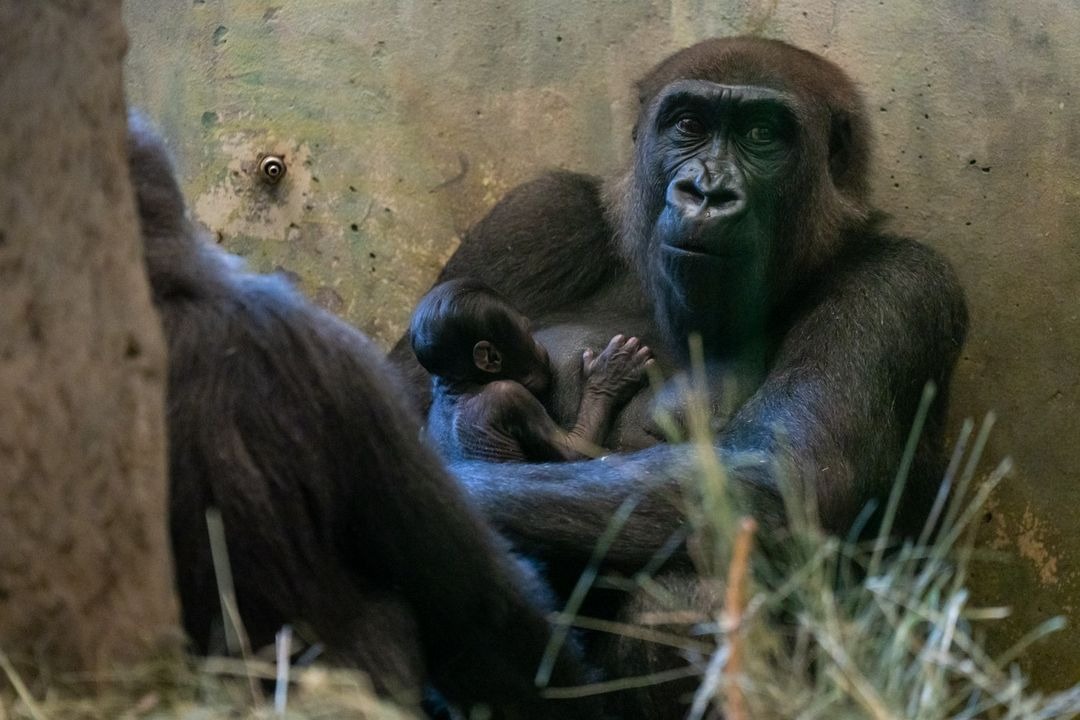 Gorilla Thought To Be Male Gives Birth To A Baby Girl