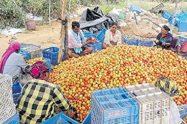 chittoor farmer earned 3 crores in one month with tamato crop