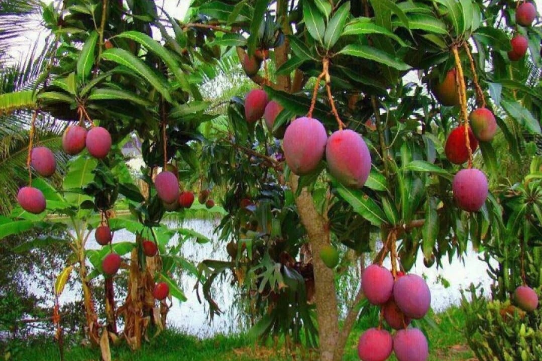 This Indian farmer grows worlds most expensive mango in his orchard