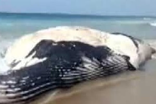 Blue Whale: Blue Whale washes ashore in Andhra Pradesh