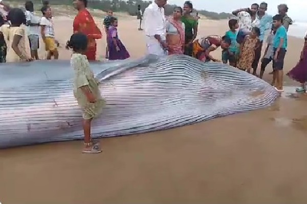 Rare Blue Whale washed ashore in Srikakulam district 