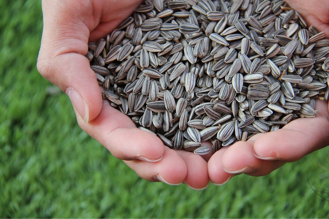 health benefits of eating sunflower seeds