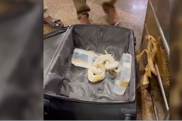 47 snakes and 2 lizards seized from passenger at Trichy airport