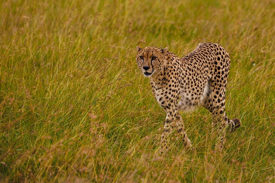 Another Cheetah dies in Kuno National Park 