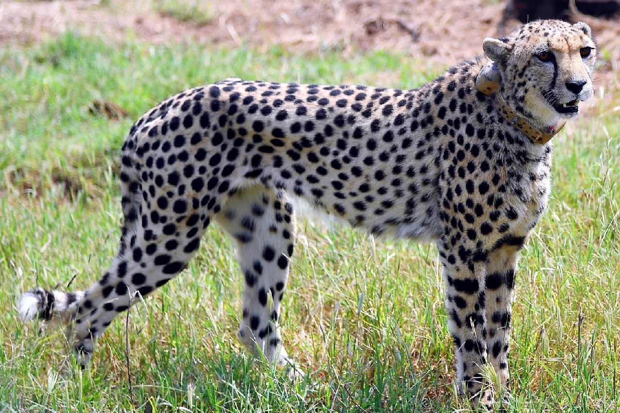 Two untraceable cheetahs: Dhatri found dead at Kuno, Nirva still out of radar