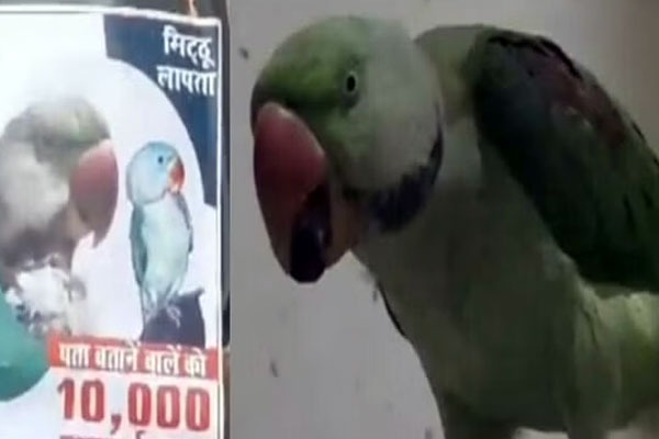 MP man puts posters for his missing parrots giving Rs 10000 Reward for who finds
