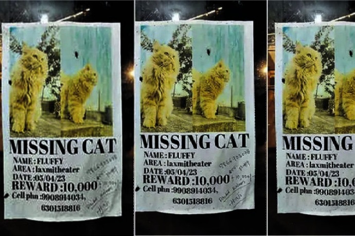 Cat Missing posters in Manchiryal