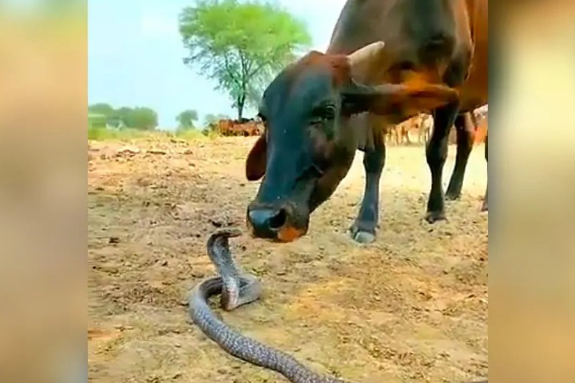 Video Of Cow And Snake Playing Together Goes Viral