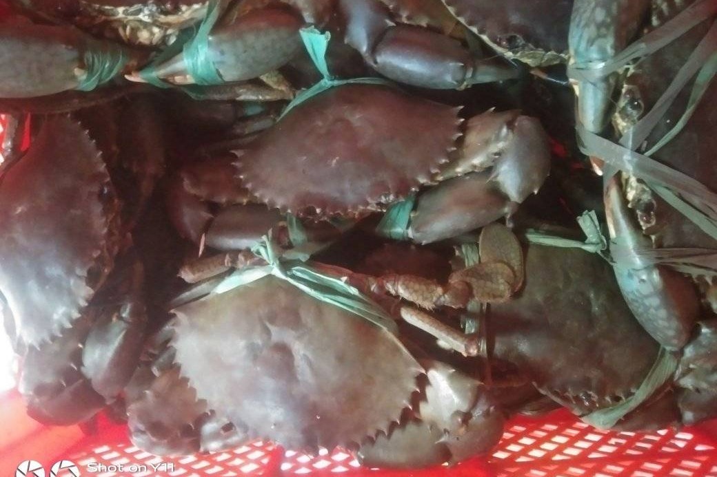 Italy to spend 26 crores to tackle invasion of aggressive blue crabs