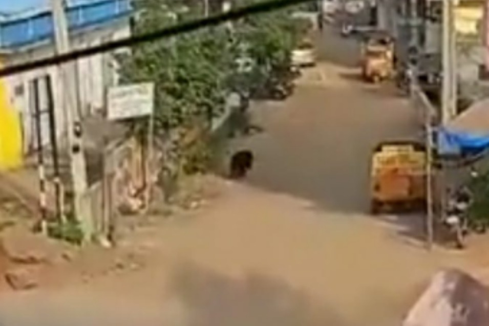 Bear that created panic in Telangana's Karimnagar captured